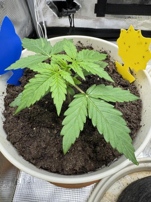 Milky Way F1#RQS. Week 3
