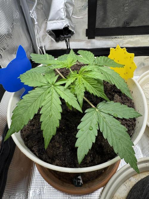Milky Way F1#RQS. Week 3