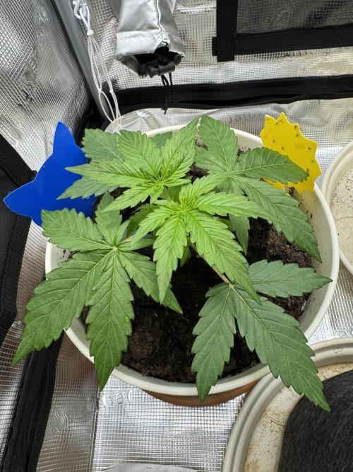 Milky Way F1#RQS. Week 3