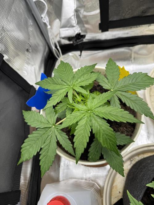 Milky Way F1#RQS. Week 4
