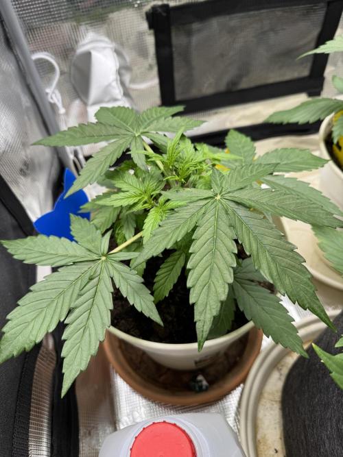 Milky Way F1#RQS. Week 4