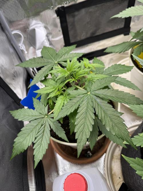 Milky Way F1#RQS. Week 4