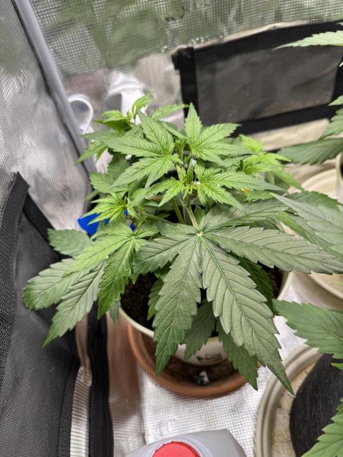 Milky Way F1#RQS. Week 4