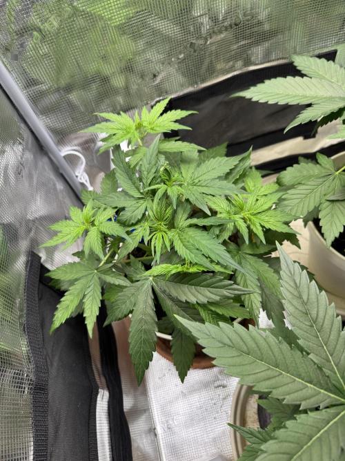 Milky Way F1#RQS. Week 5