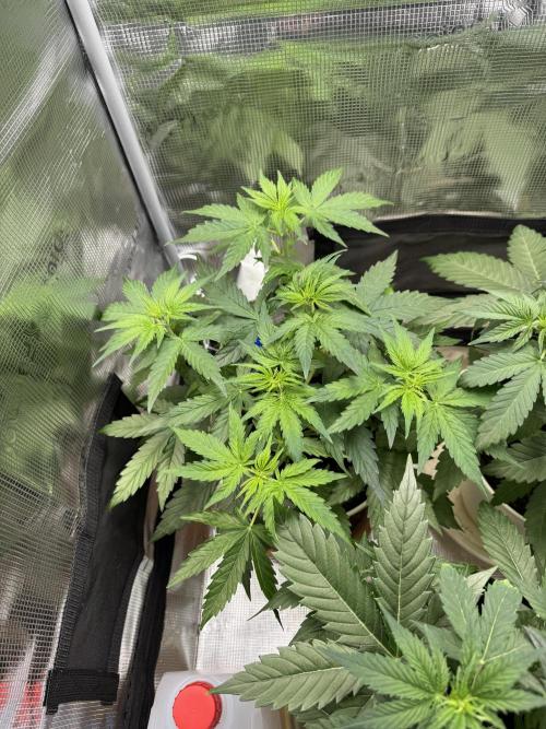 Milky Way F1#RQS. Week 5