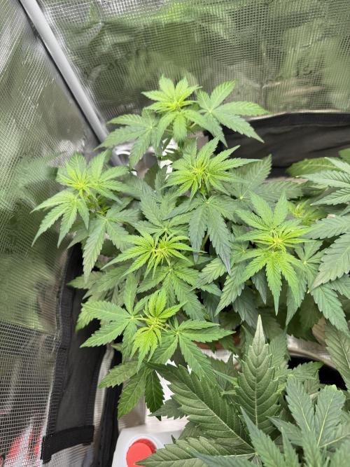 Milky Way F1#RQS. Week 5