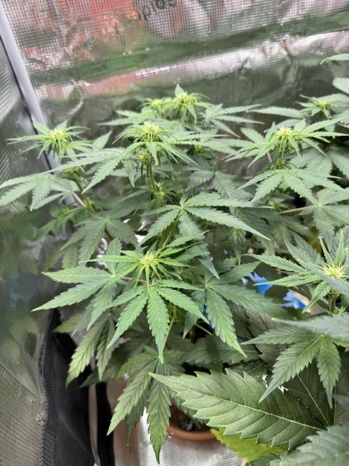 Milky Way F1#RQS. Week 6