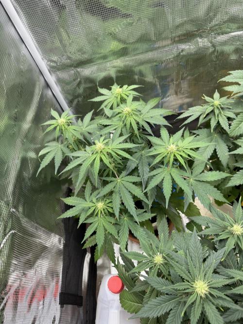 Milky Way F1#RQS. Week 6