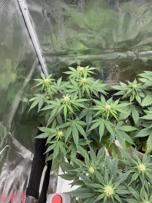 Milky Way F1#RQS. Week 6
