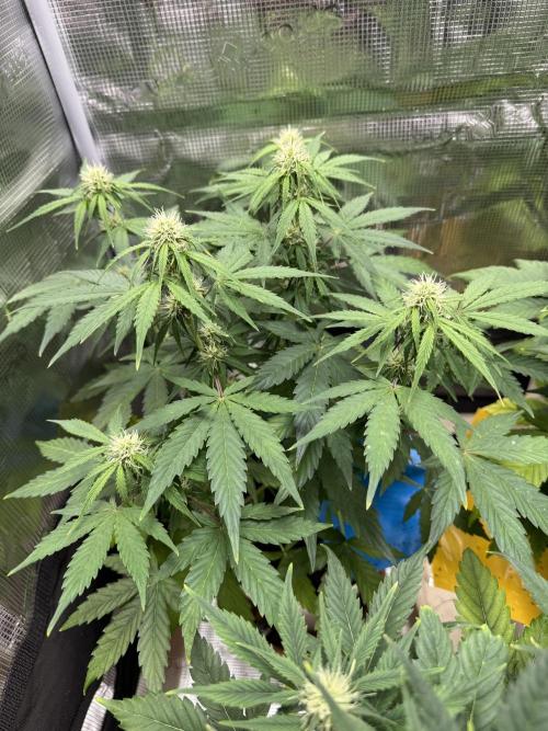 Milky Way F1#RQS. Week 6