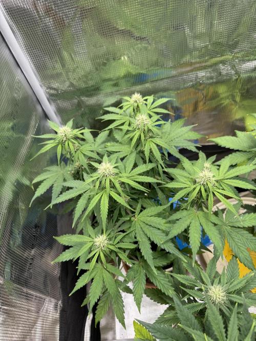 Milky Way F1#RQS. Week 7
