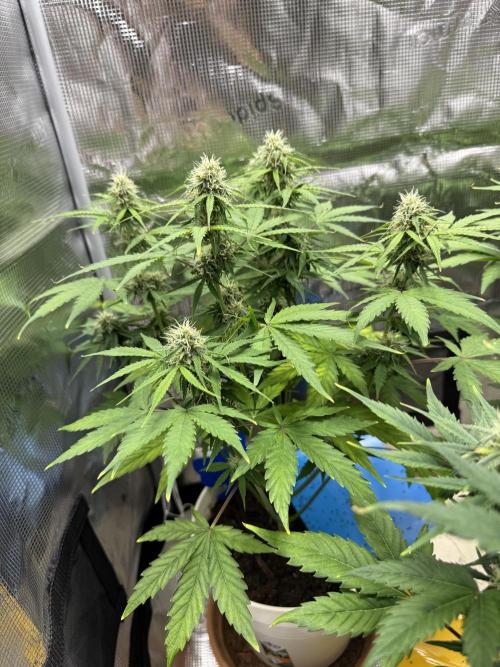 Milky Way F1#RQS. Week 7