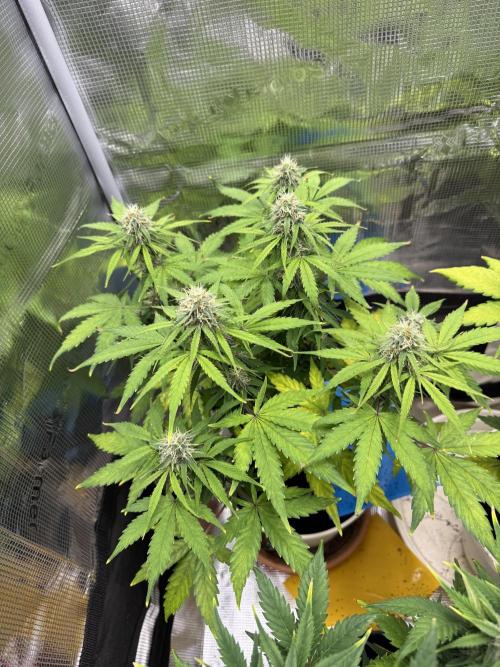 Milky Way F1#RQS. Week 7