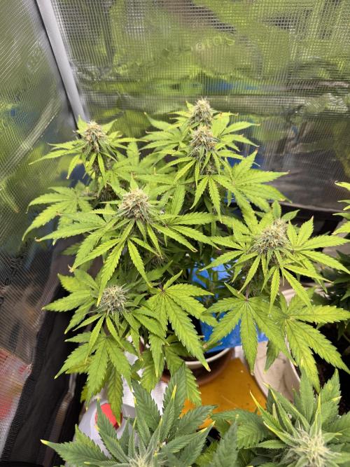 Milky Way F1#RQS. Week 8