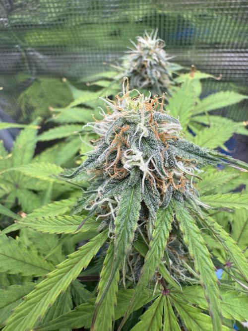 Milky Way F1#RQS. Week 8