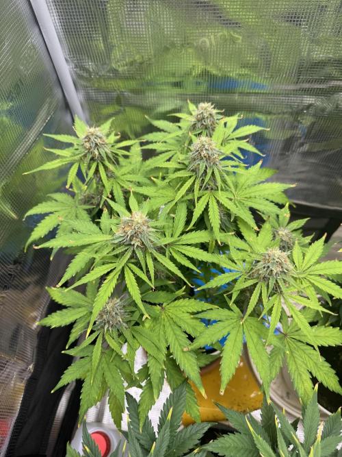 Milky Way F1#RQS. Week 8