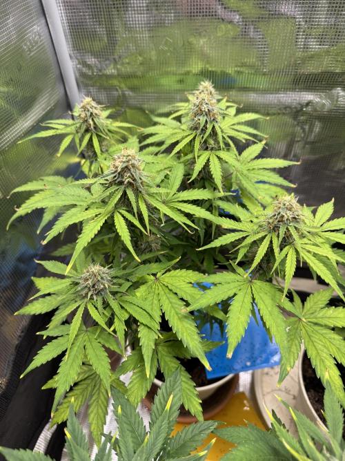 Milky Way F1#RQS. Week 8