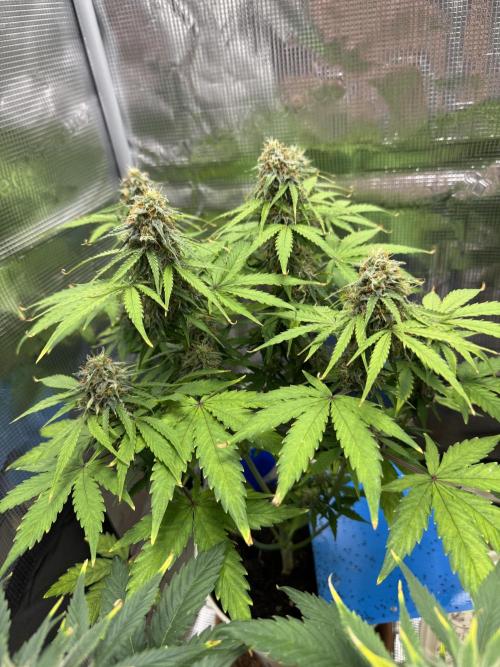 Milky Way F1#RQS. Week 9