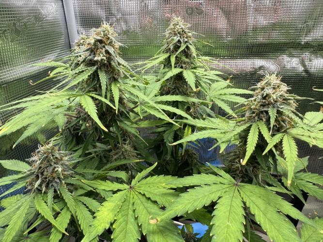 Milky Way F1#RQS. Week 9