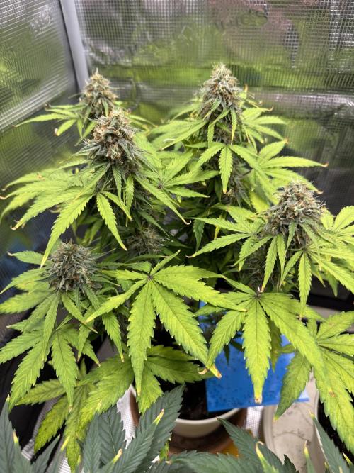 Milky Way F1#RQS. Week 9