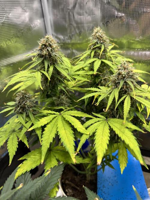 Milky Way F1#RQS. Week 9