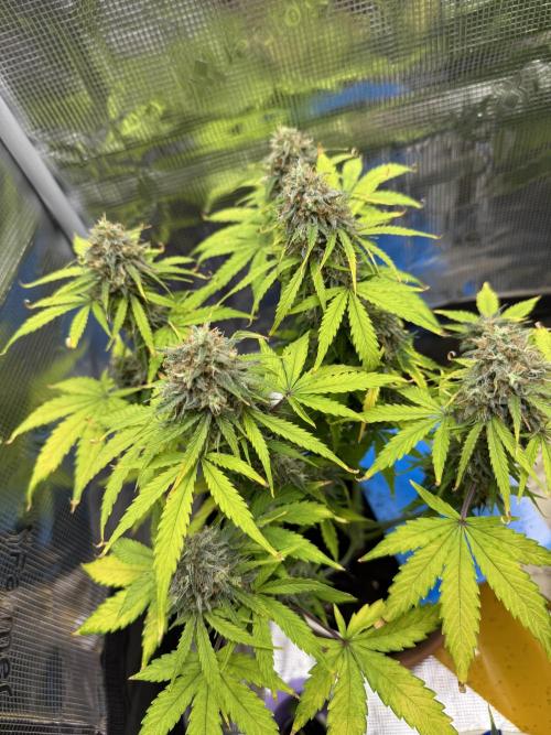 Milky Way F1#RQS. Week 10