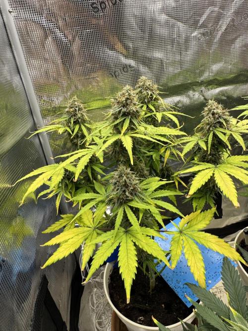 Milky Way F1#RQS. Week 10