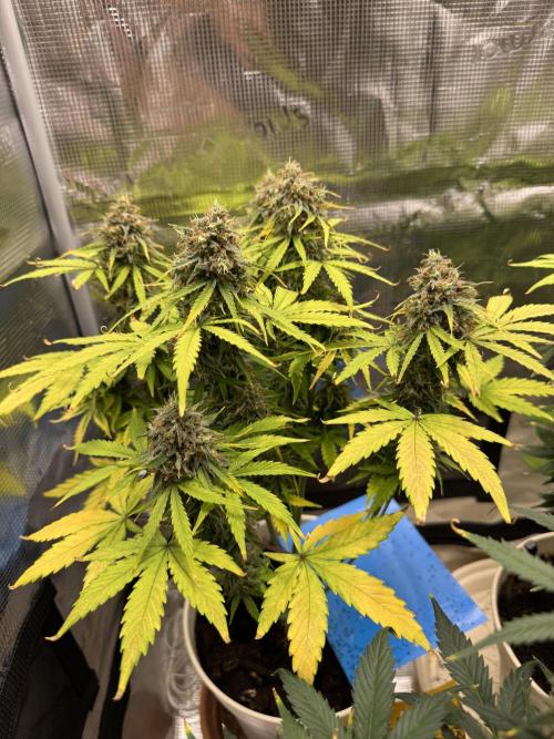 Milky Way F1#RQS. Week 10