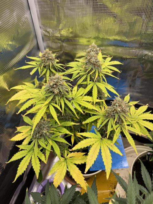 Milky Way F1#RQS. Week 11