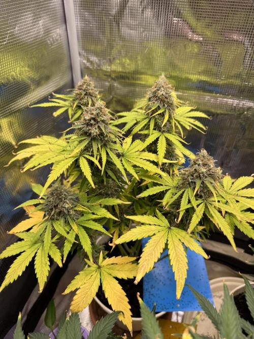 Milky Way F1#RQS. Week 11