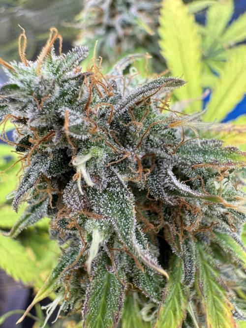 Milky Way F1#RQS. Week 11