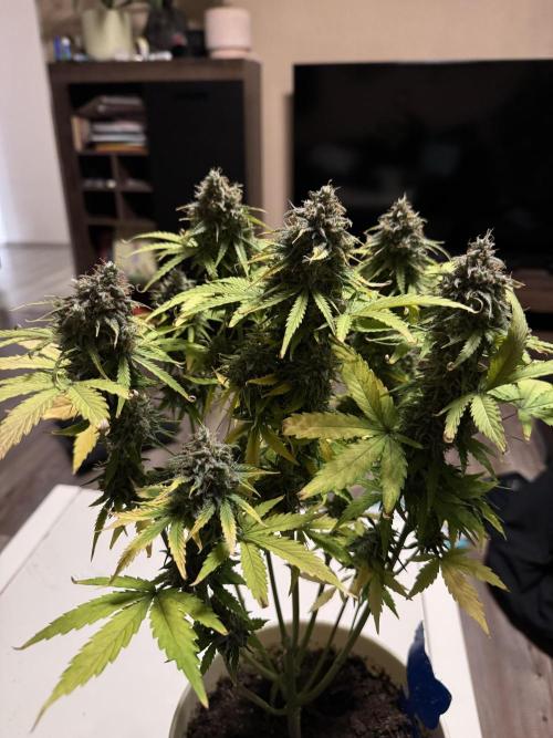 Milky Way F1#RQS. Week 11