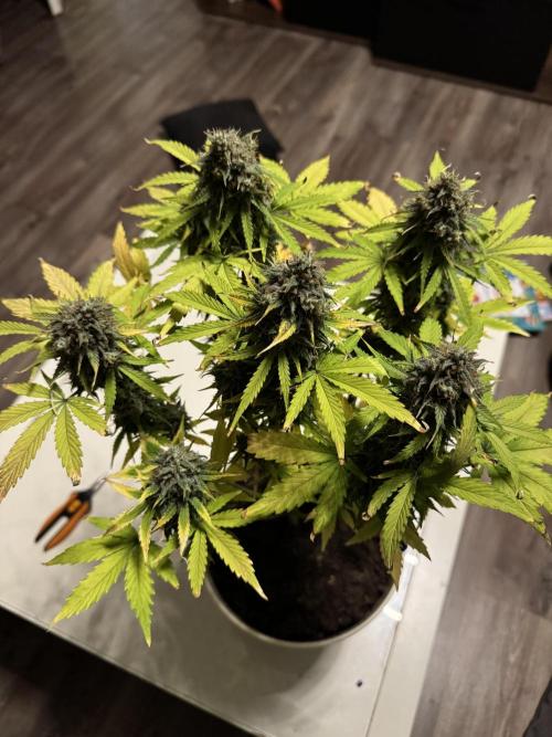 Milky Way F1#RQS. Week 11