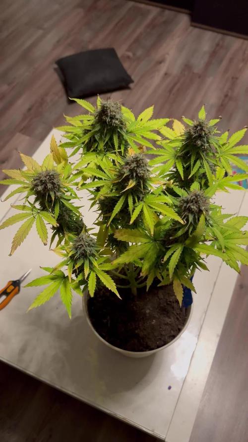 Milky Way F1#RQS