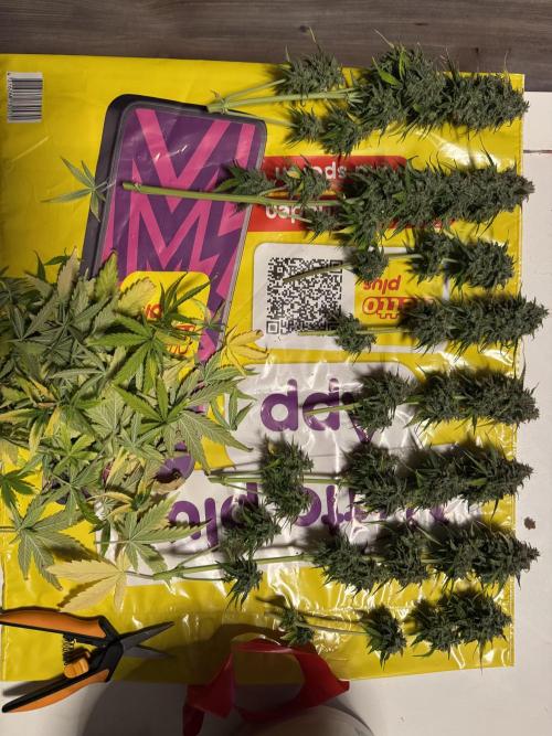 Milky Way F1#RQS. Week 12