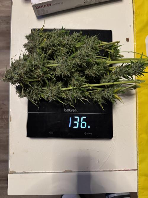 Milky Way F1#RQS. Week 12