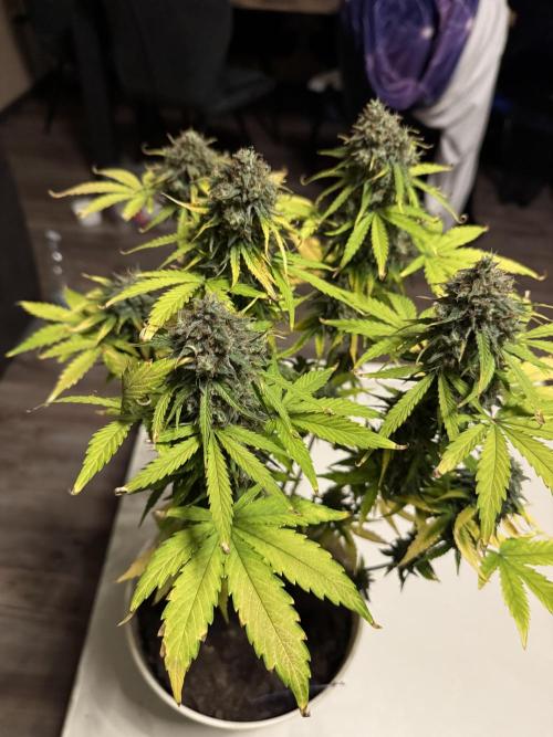 Milky Way F1#RQS. Week 12