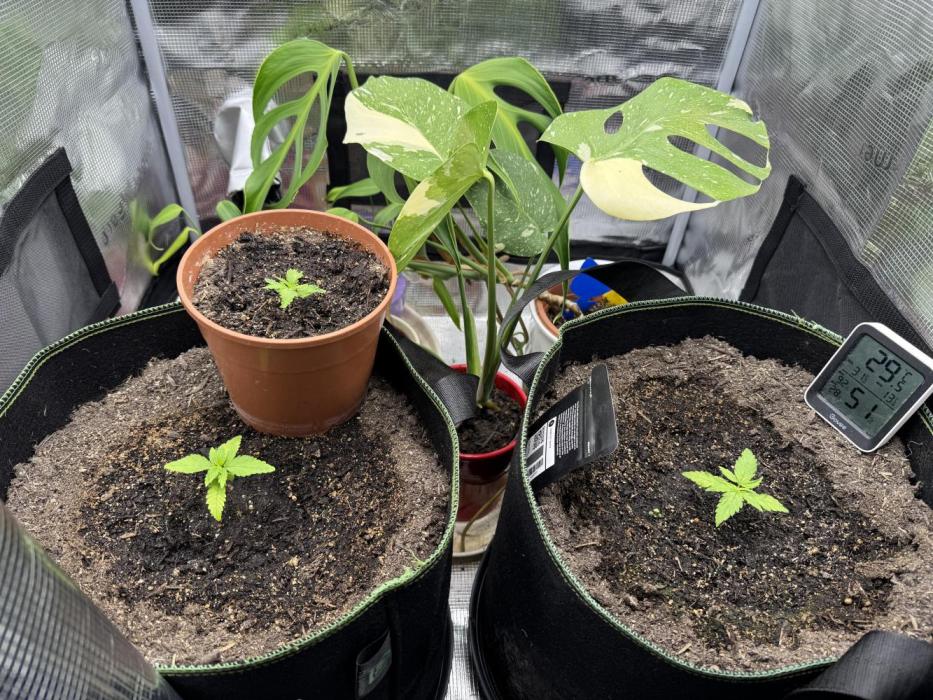 Fast Buds mix. Week 1