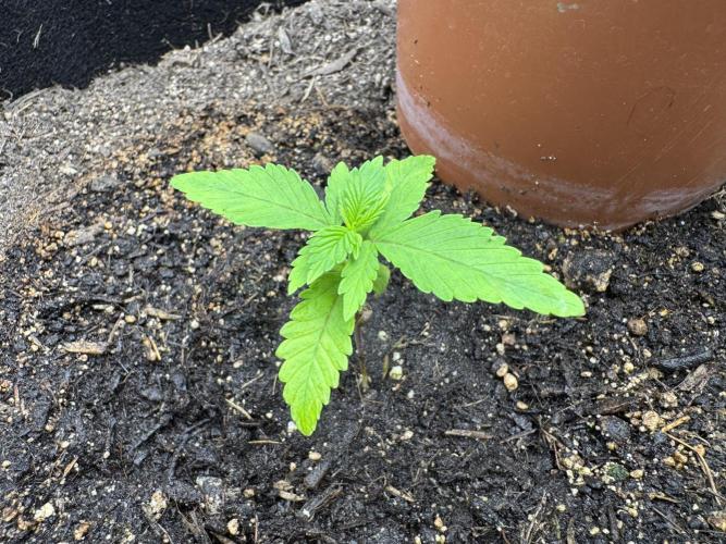 Fast Buds mix. Week 2