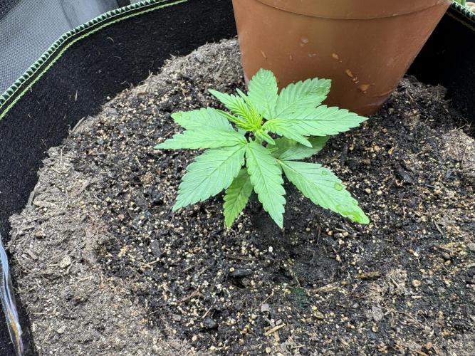 Fast Buds mix. Week 3
