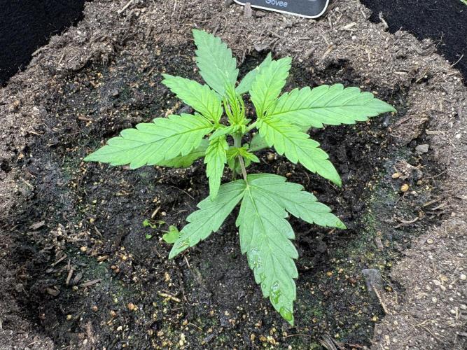 Fast Buds mix. Week 3