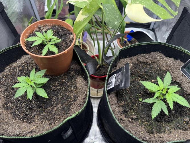 Fast Buds mix. Week 3