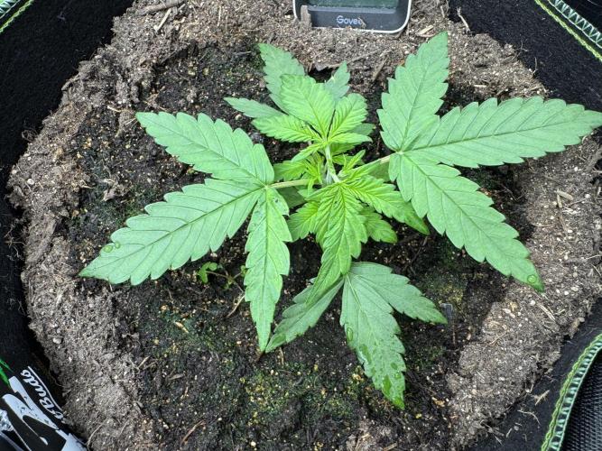 Fast Buds mix. Week 3