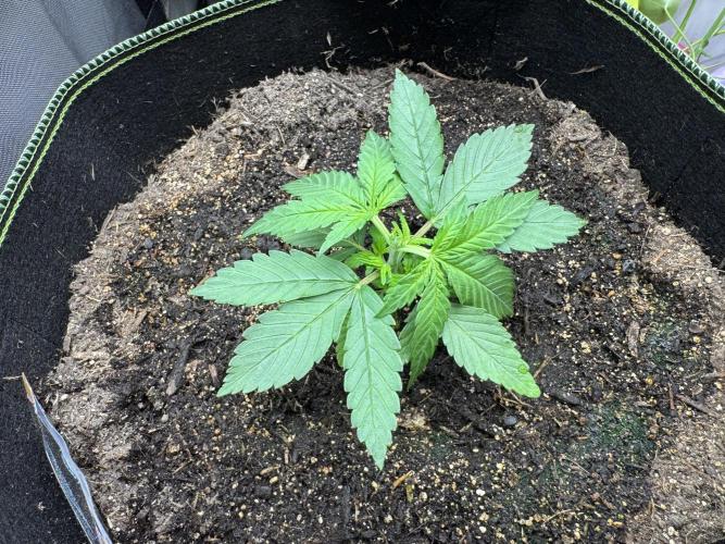 Fast Buds mix. Week 3