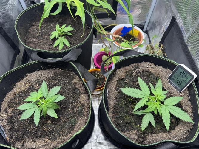 Fast Buds mix. Week 3