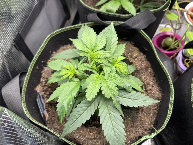 Fast Buds mix. Week 4