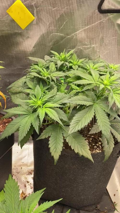 Super Boof Auto