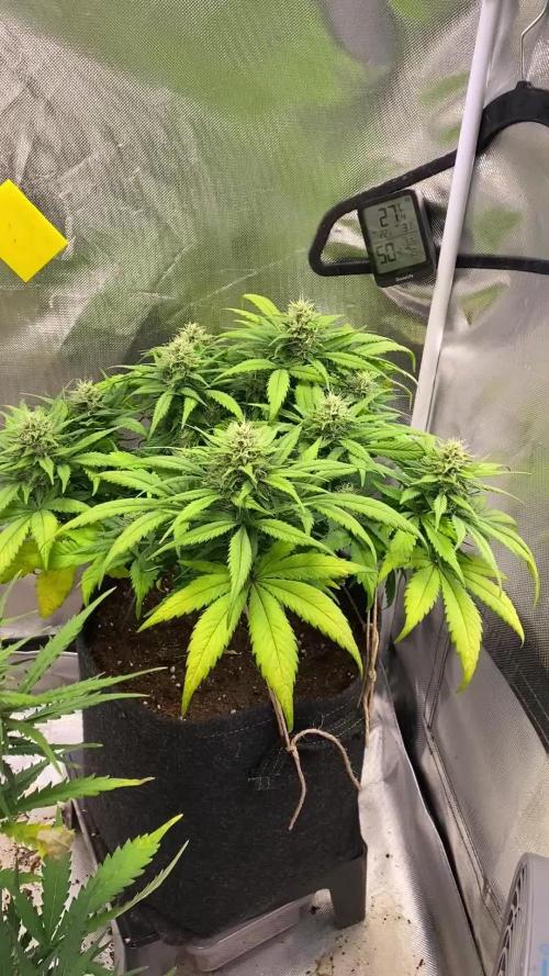 Super Boof Auto