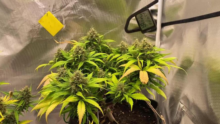 Super Boof Auto