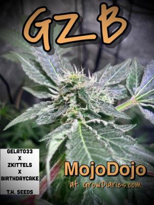 Comment by MojoDojo photo #1